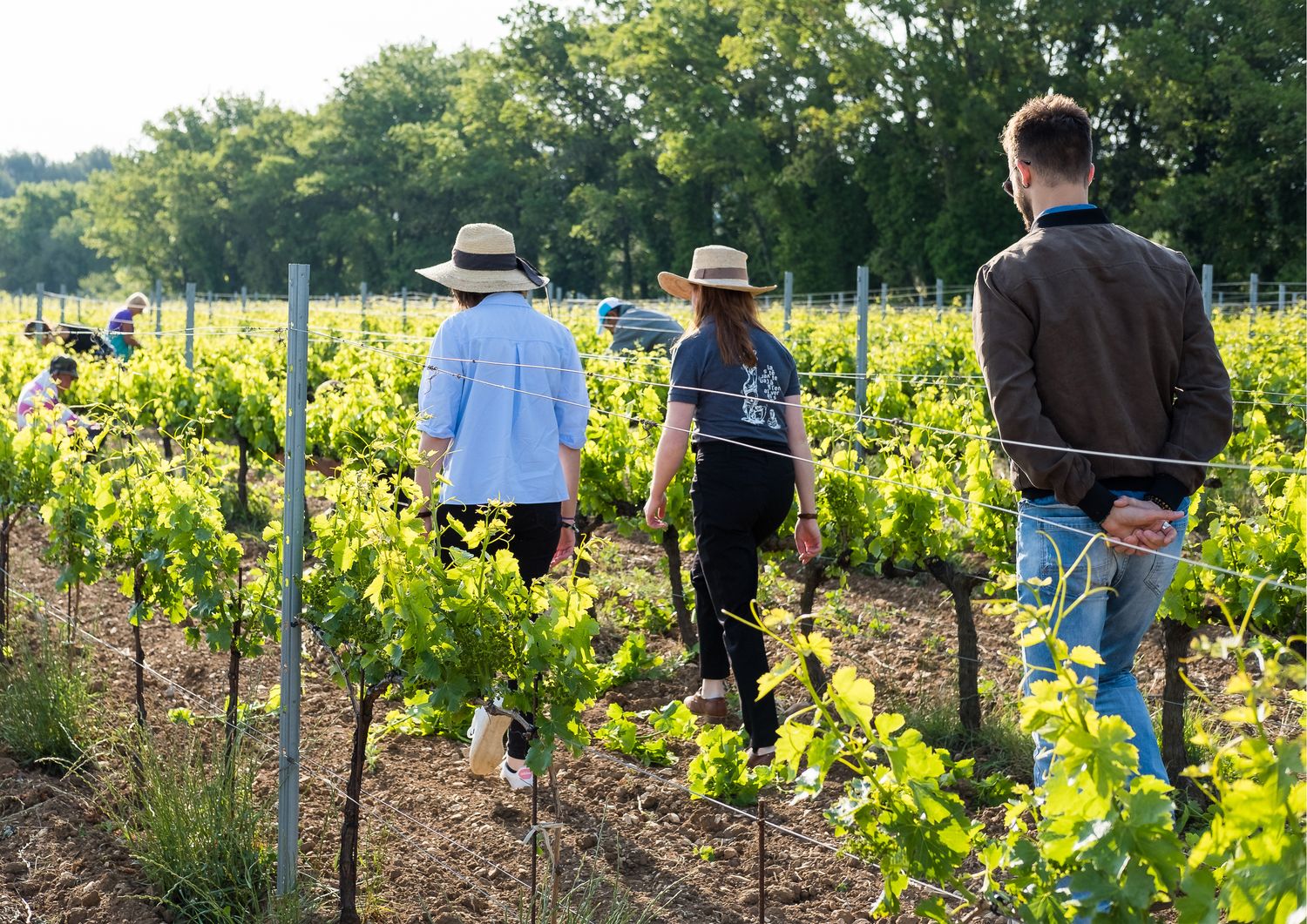 Winegrower’s Trail in the shadow of the Giant of Provence